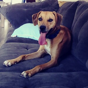 Team Page: Lily's Buddies